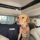 안녕펫택시 이미지