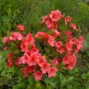 아젤리아 이미지