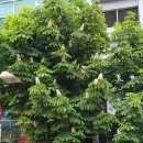 마로니에 이미지