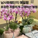 천덕산로 | 남사 화훼단지 예일팜에서 상견례 선물 ’호접란‘ 저렴하게 구매한 내돈내산 추천 후기