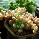 제눈에안경 이미지