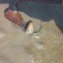 로뎀나무펜션민박 이미지