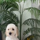 두루몽실 이미지