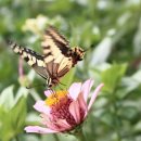 나비야 청산가자 이미지