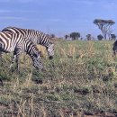 세렝게티 이미지