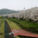 순천 동천-벚꽃 이미지