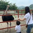 헤이리치타조농장 네이버블로그