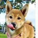 이쁜강아지 이미지