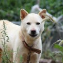 애견가을농장 이미지