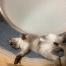 동탄동물병원 이미지