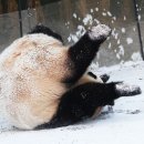 데굴데굴