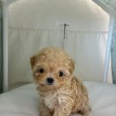 퍼피몽 강아지분양 고양이분양 군산본점 | 군산강아지무료분양 후기 🐶이 인연… 안 만났으면 어쩔 뻔 🥹💕