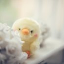 동그리펫 이미지