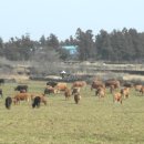 선경목장 이미지