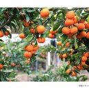 너와제주 이미지