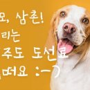 달리포유 이미지