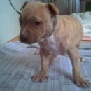 남부켄넬 이미지