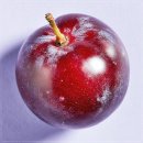 제니헤어 이미지