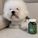 메디숨 | 빵식이 신나게 뛰뛰하고 간식으로 메디퍼피 강아지 관절 근육 영양제 주고 있어요.🐶 3개월 급여 후기