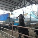 괴산염소농장 이미지