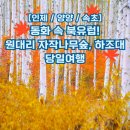 [강원] 동화속 북유럽~인제 원대리자작나무숲, 양양 하조대, 속초중앙시장 당일여행 이미지