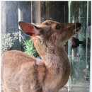 드림꽃사슴 이미지