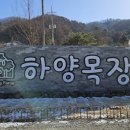 7145 | [하양목장] 홍천 아이랑 가볼만한곳 체험형 양목장 후기 할인팁 🐑