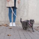 산책하는 고양이 이미지