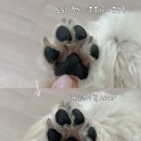 펫트리 | “발 씻김 스트레스가 줄어든 이유” 펫트리 풋풋하개 풋샴푸 사용 후기