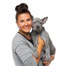 애견백과 - 타이 리지백 도그 (Thai Ridgeback Dog)﻿ 이미지