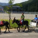 함안 승마장 이미지