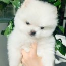 못된강아지 이미지