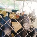 일선농장 이미지