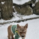 남서울동물병원 이미지