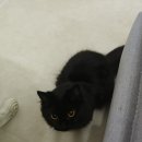 멍이냥이 이미지