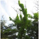 오회공종택 | ◎ 이른아침, 캠핑장 인근 유적지 산책하기