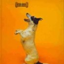 DOG사랑 이미지
