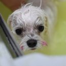 빛나펫살롱 이미지