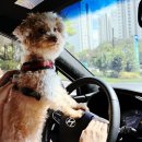 언니네 운동장 | 서삼릉 애견카페 후기, 자연 속 애견운동장에서 마음껏 뛰놀다~