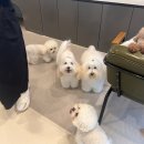 엔젤라독 이미지