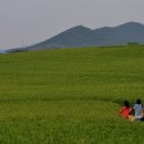 서희태농장 Daum카페