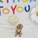 프렌즈도그 미용실 광주 서구점 | 광주치평동에 위치한 비숑전문미용 프렌즈도그 애견미용