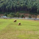 휘바핀란드위드플레이정글 이미지