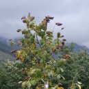 상술농장 이미지