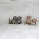 프리미엄 켄넬 이미지