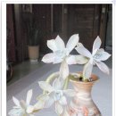 골든뷰티 이미지