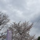 군복공설시장 | 진해군항제 후기, 군항제 무료셔틀버스 후기