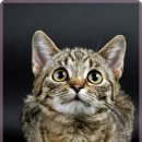 참 동물병원 이미지