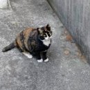 호식이두마리치킨울산 이미지