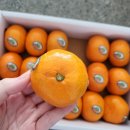 진짜 불로초귤 먹어보기 (은이세끼)